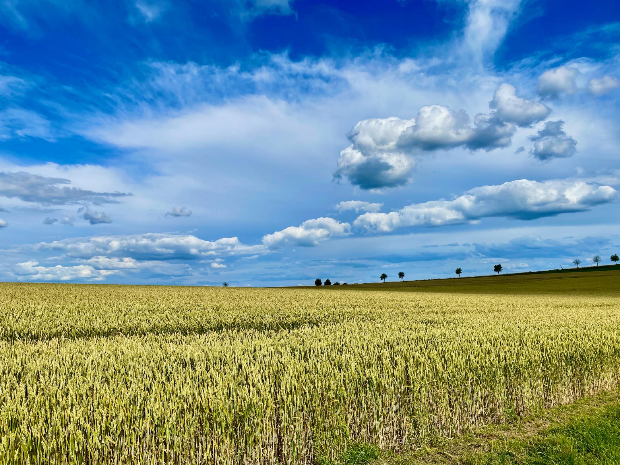 Foto mit Weizenfeld und blauem Himmel und weißen Wolken