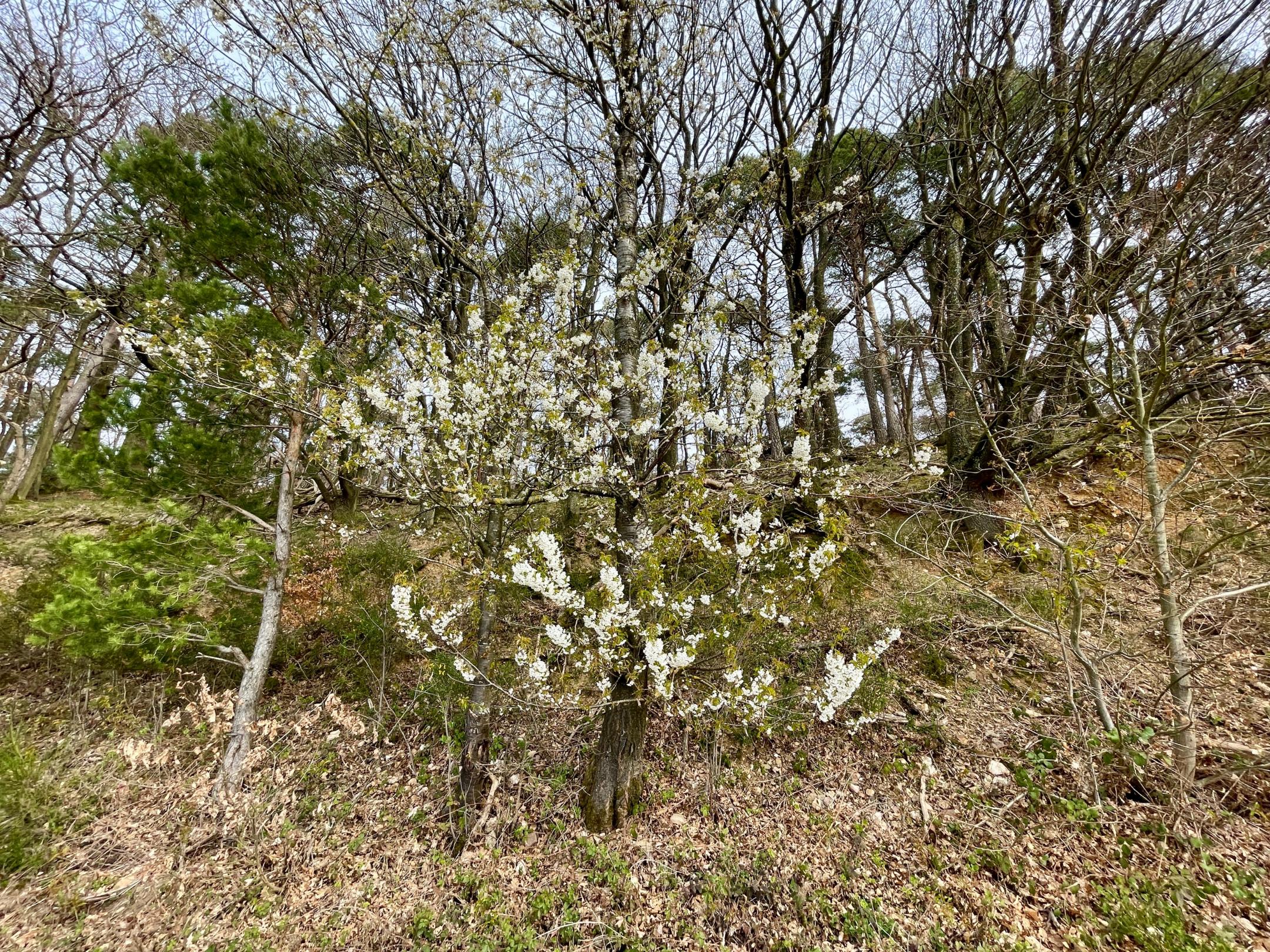 Wald auf dem Kueser Plateau