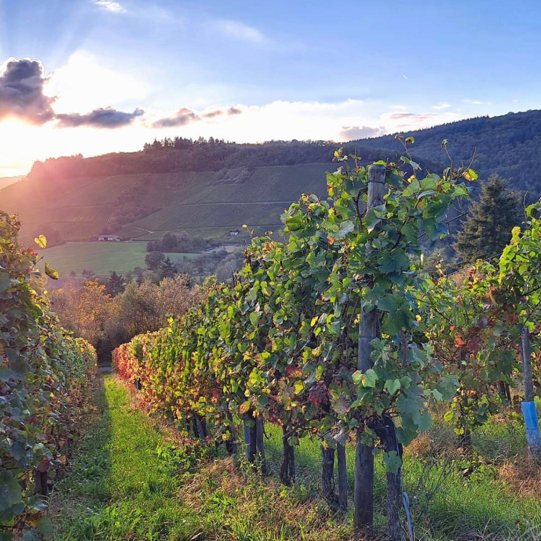 Blick vom Wingert zum Pichterberg