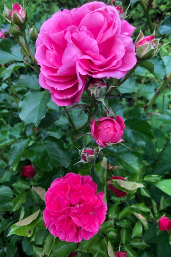 Bild mit Rosen und Insekten