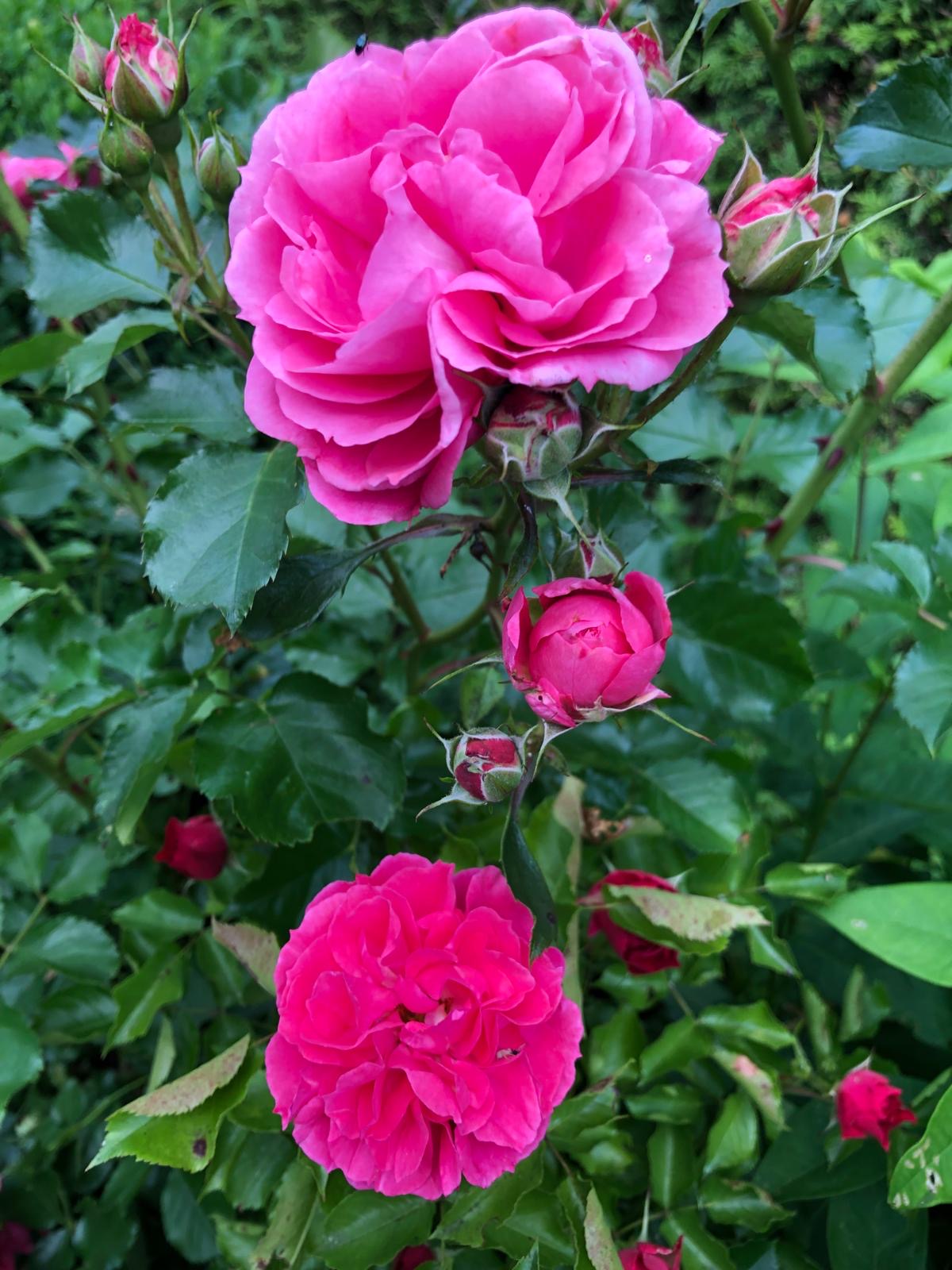 Bild mit Rosen und Insekten