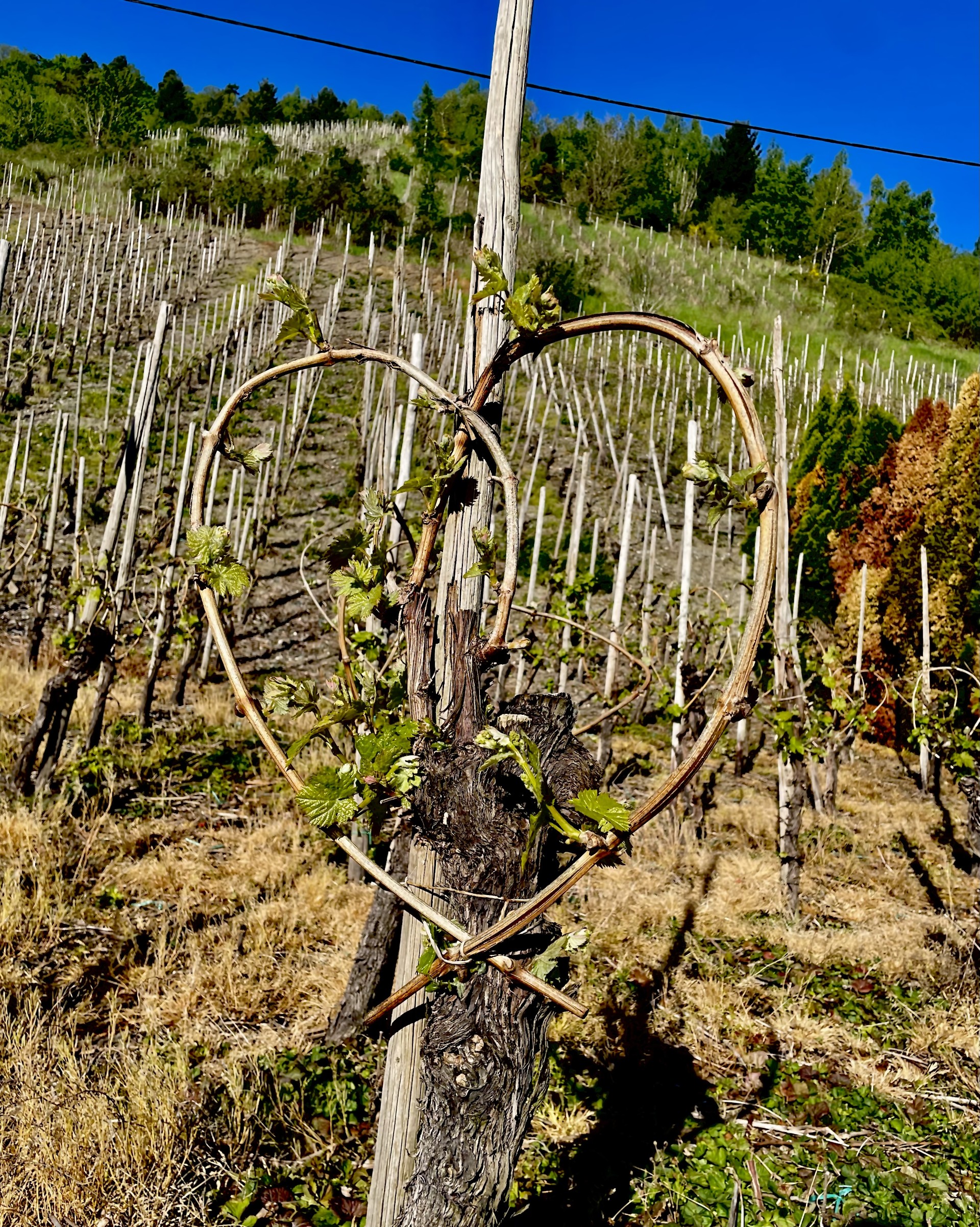 Bild mit aus Rebzweigen gebundenes Herz im Weinberg