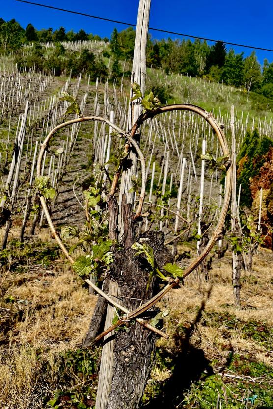 Bild mit aus Rebzweigen gebundenes Herz im Weinberg