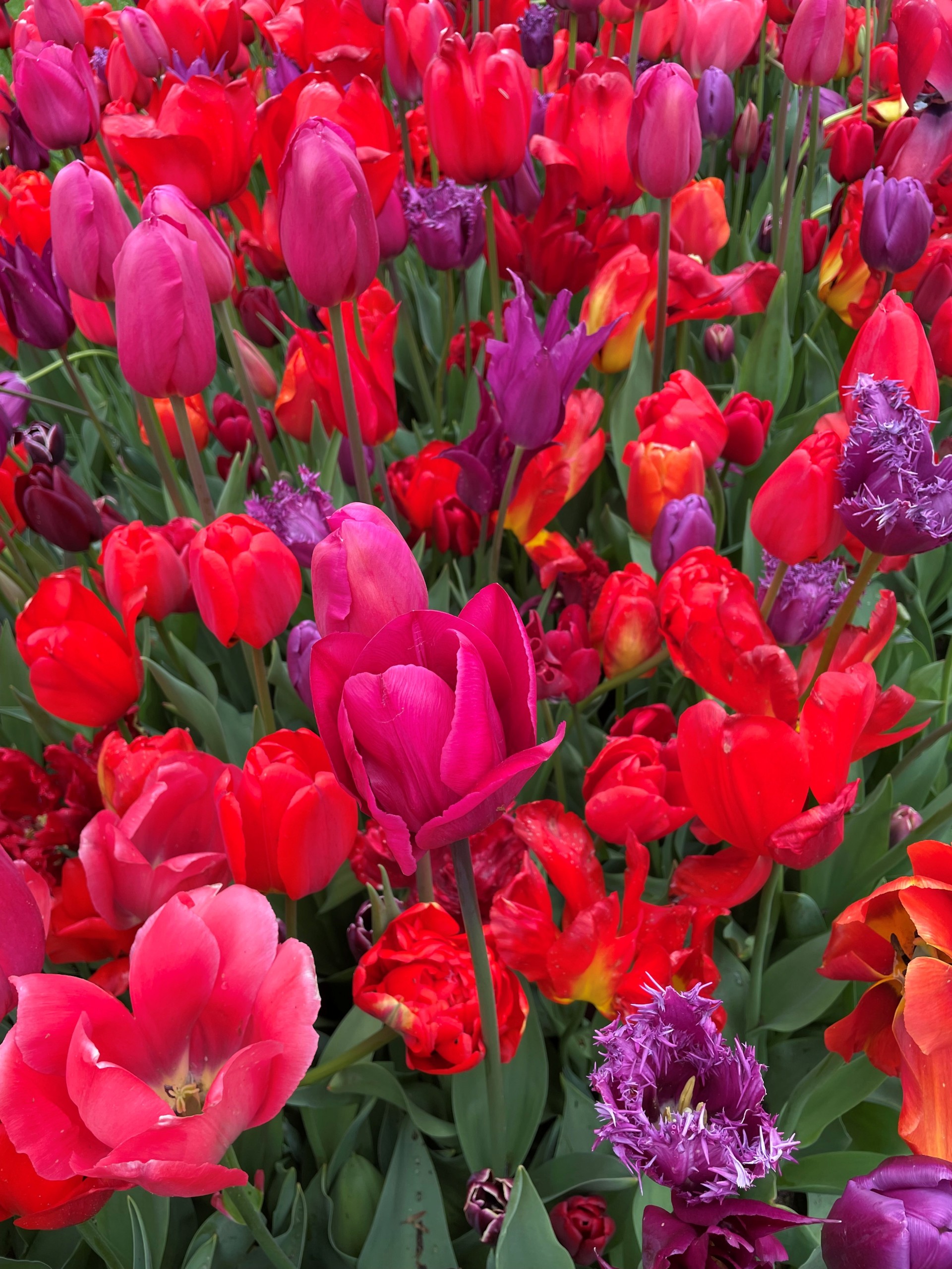 Bild mit Tulpen in verschiedenen Formen und Farben