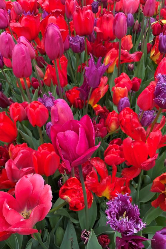 Bild mit Tulpen in verschiedenen Formen und Farben